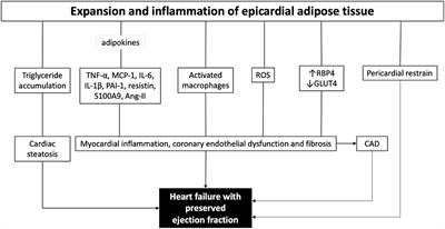 Epicardial Fat Expansion in Diabetic and Obese Patients With Heart Failure and Preserved Ejection Fraction—A Specific HFpEF Phenotype